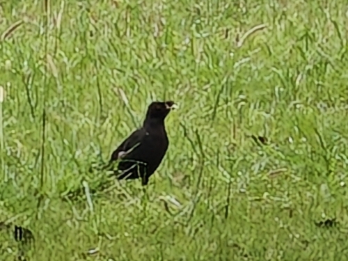 Crested Myna