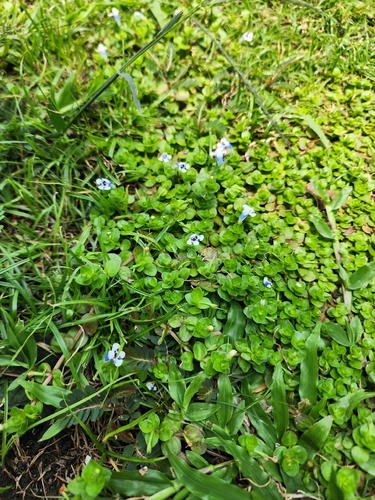 Lindernia rotundifolia, photograph 6