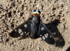 Hyperalonia morio morio