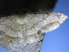 Chiasmia hebesata