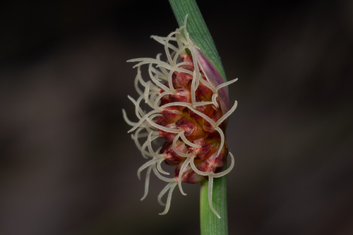 Chorizandra cymbaria observed 2026-09-04