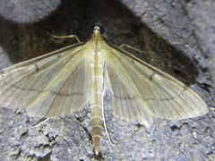 Bradina geminalis