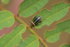 Eudiagogus episcopalis