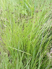 Eleocharis tenuis