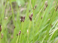 Eleocharis tenuis