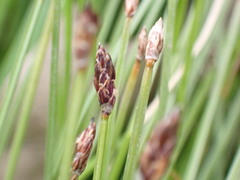 Eleocharis tenuis