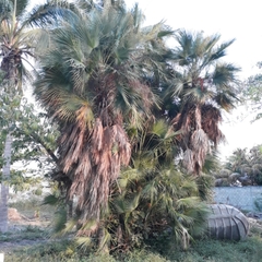 Acoelorraphe wrightii