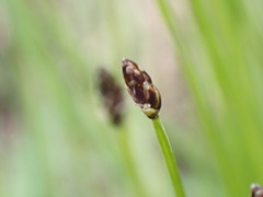 Eleocharis tenuis