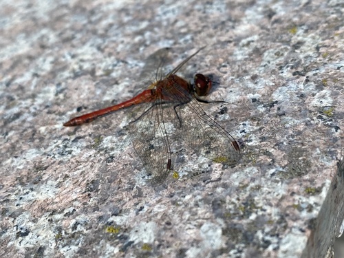 Ruddy Darter