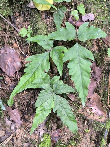 Tectaria subtriphylla observed 2026-09-04