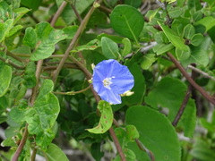 Jacquemontia pentanthos