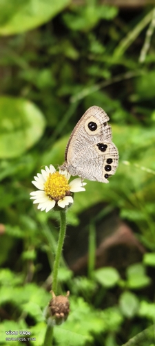 Common Four-ring
