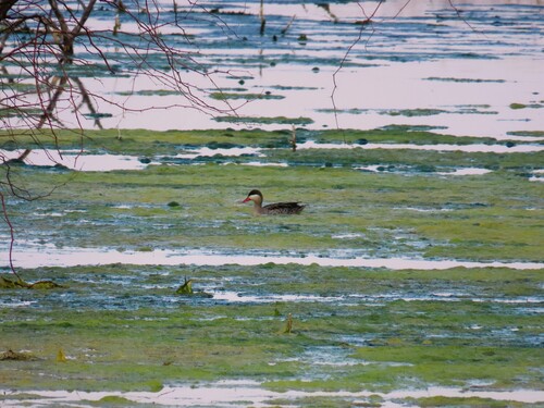 iNaturalist image