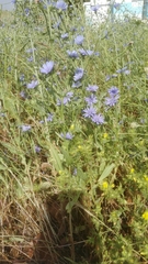Cichorium pumilum