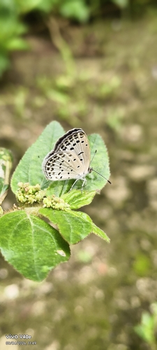 Pale Grass Blue