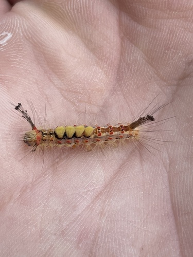 Rusty Tussock Moth