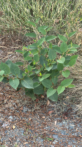 Japanese knotweed