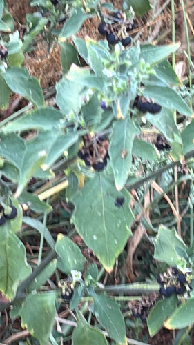 black nightshade