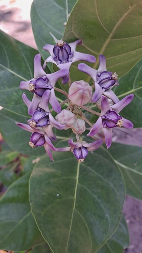 crown flower