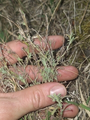 Vittadinia gracilis