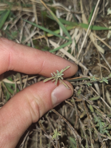 Vittadinia gracilis, photograph 2
