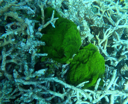 Chlorodesmis fastigiata observed 2026-09-04