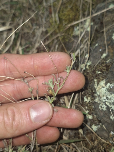 Vittadinia gracilis, photograph 3