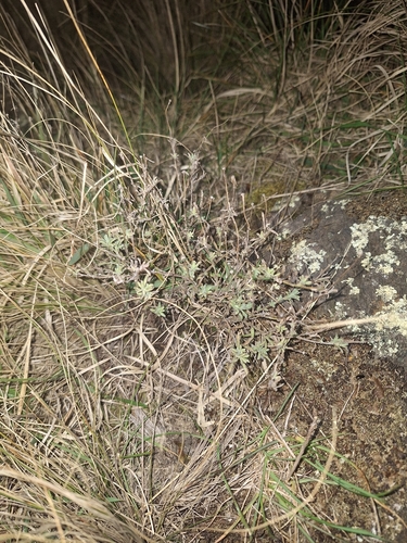 Vittadinia gracilis, photograph 4