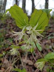 Prosartes maculata