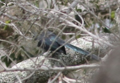 Phaenicophaeus viridirostris