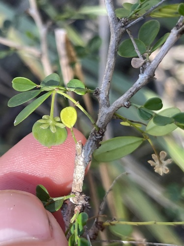 Synostemon albiflorus observed 2026-09-04
