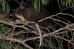 Pseudocheirus occidentalis