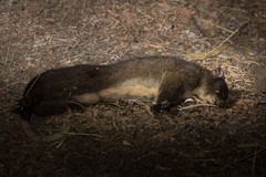 Pseudocheirus occidentalis