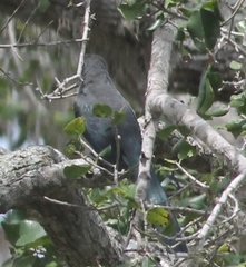 Phaenicophaeus viridirostris