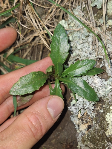 Senecio matatini observed 2026-09-03