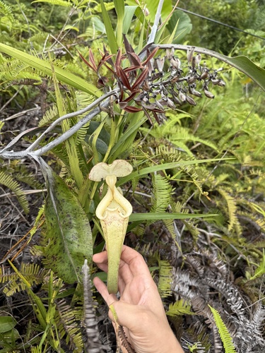 Raffles' pitcher-plant