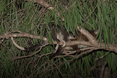 Pseudocheirus occidentalis