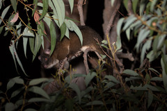 Pseudocheirus occidentalis