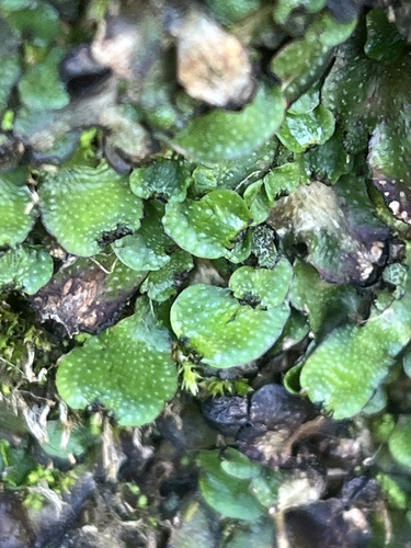 Targionia hypophylla observed 2026-09-04