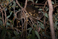 Pseudocheirus occidentalis