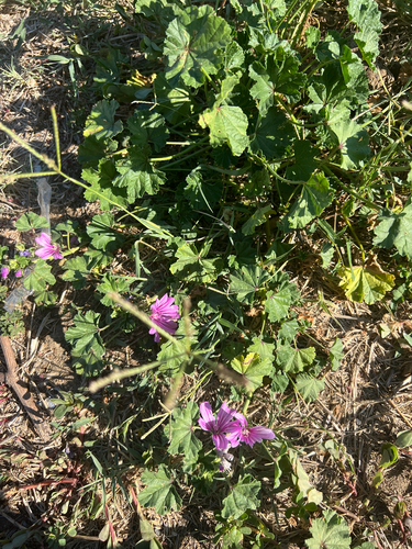 Common Mallow