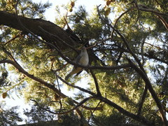 Thraupis sayaca