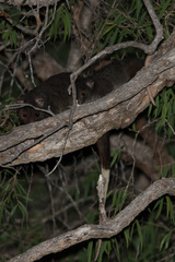 Pseudocheirus occidentalis