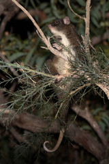 Pseudocheirus occidentalis