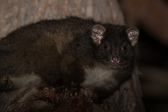 Pseudocheirus occidentalis