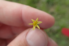 Sisyrinchium rosulatum