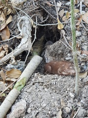Heterogeomys hispidus