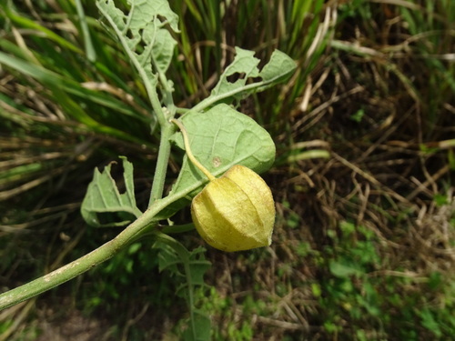 Physalis cinerascens, photograph 3