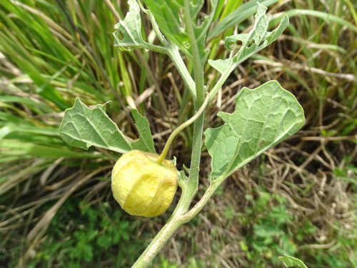 Physalis cinerascens, photograph 5