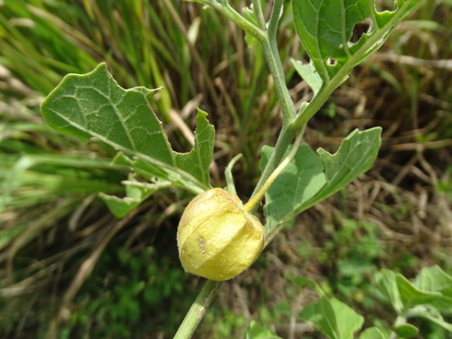 Physalis cinerascens, photograph 2